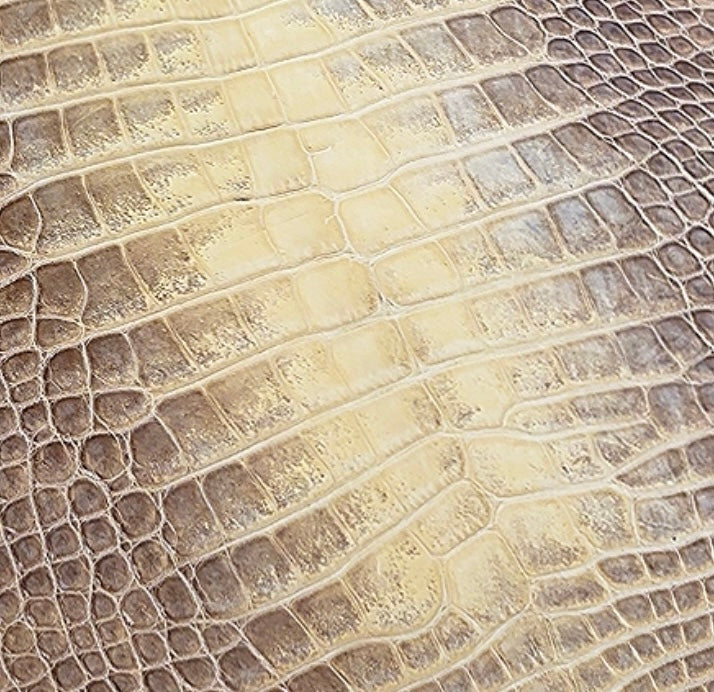 Close-up of glazed natural American alligator skin texture showing ivory and taupe tones